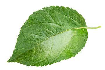 Fototapeta premium Single apple leaf with natural green color