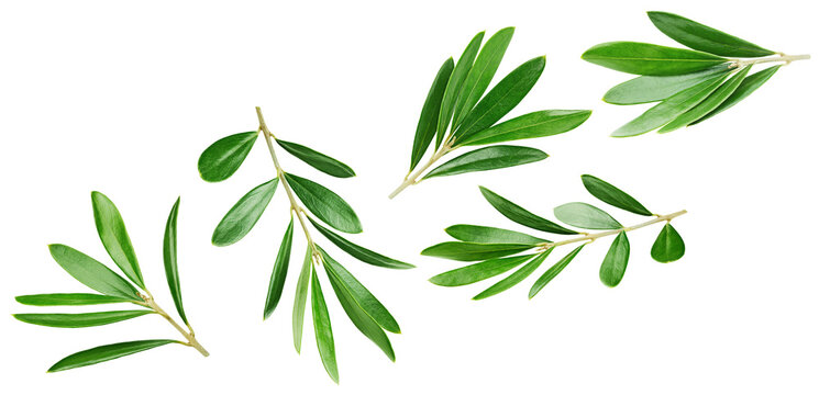Olive leaves isolated on white background.
