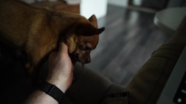 Toy Terrier Dog Sitting on Lap While Being Petted Indoors