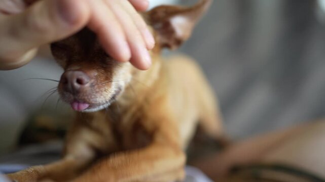 Toy Terrier Dog Sitting on Lap While Being Petted Indoors