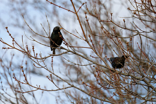 &eacute;tourneau sansonnet, Qu&eacute;bec, Canada