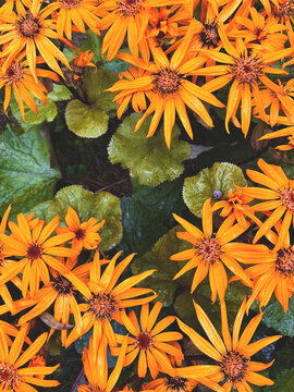 Orange summer ragwort flowers and green leaves texture.
