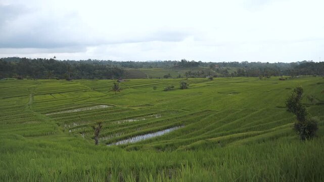 Wide View of Jatiluwih Rice Terraces in Bali Countryside