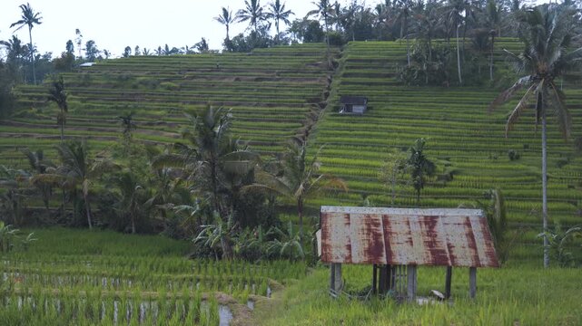 Rain Over Tropical Rice Terraces with Rustic Field Hut