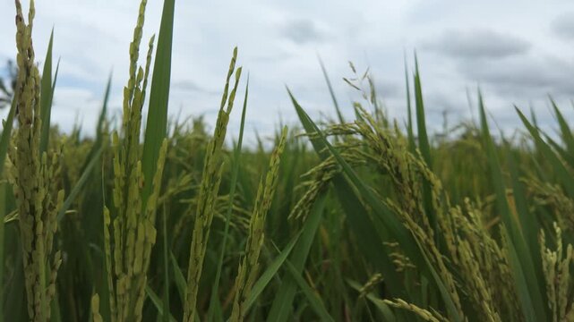 Close Up of Rice Plants Swaying in Bali Paddy Field