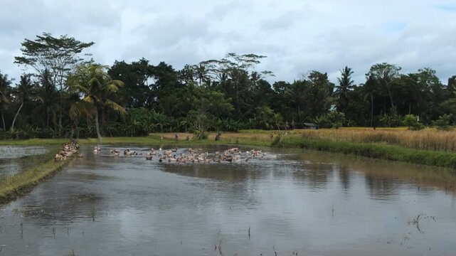 Ducks Swimming in Flooded Rice Fields in Bali Countryside