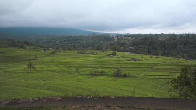 Static Wide View of Jatiluwih Rice Terraces in Bali Countryside