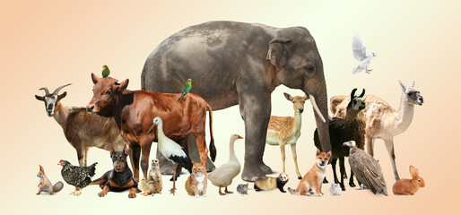 Fototapeta premium Group of different animals on beige gradient background