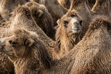 Fototapeta premium Fluffy Llama Herd Portrait