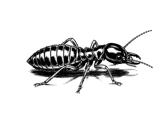 Detailed black and white illustration of a termite soldier with large mandibles