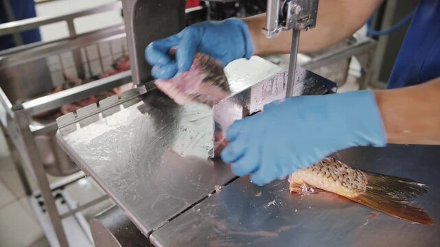  Industrial Fish Processing: Worker Cutting Fresh Seafood with Band Saw.
