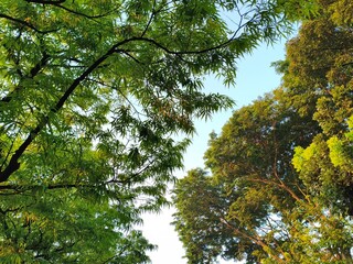 Obraz premium Looking Up at Green Tree Canopy