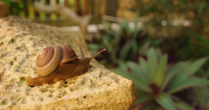 Detailed view of a garden snail moving across a rough stone decoration