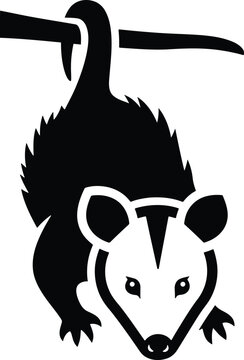 Black and white illustration of an opossum hanging upside down isolated on transparent background