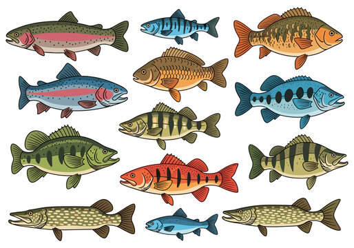 Collection of diverse freshwater fish species illustrated on a white background