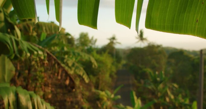 Green banana leaves frame a lush tropical landscape view and road in Nusa Penida Bali