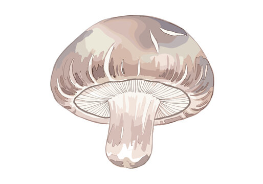 Watercolor illustration of a single shiitake mushroom on a white background