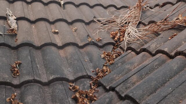 Roof need to cleaning dry leaves on tiles and valley rafter before rainy season.