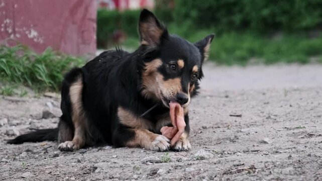 A close-up view shows a black and tan stray dog holding raw meat with paws while gnawing intently. The detailed focus on the chewing action highlights the primal survival instincts of feral pets.