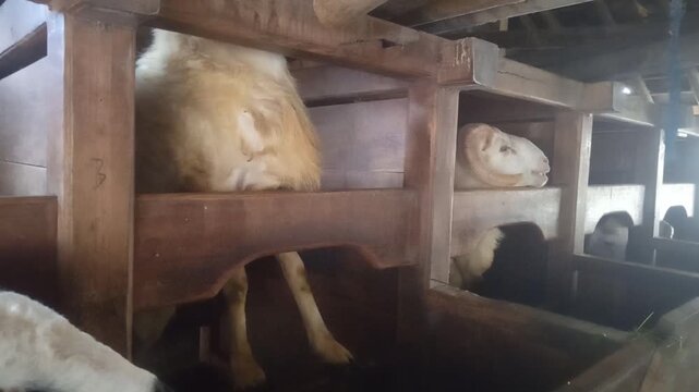 oThe Garut Sheep, also known as the Priangan Sheep, is a premium breed originating from West Java, Indonesia. Renowned for its muscular build, distinctive ears, and exceptional agility, this breed is 