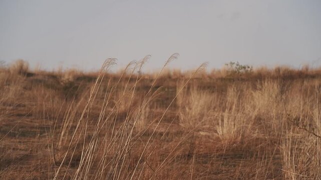 A desolate grassland with withered trees