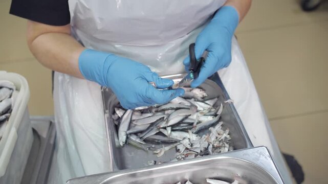 Gloved Hands Cleaning Small Sprat Fish on Tray, Commercial Seafood Processing