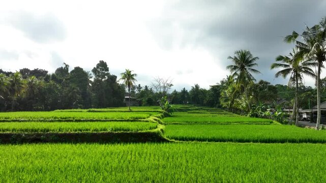 Lush rice fields in East Java, near Banyuwangi, peaceful farming scene