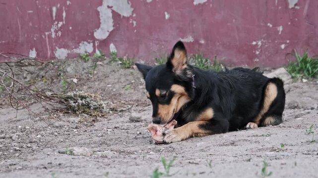 A black and tan mixed breed dog lies on the dirt ground gnawing enthusiastically on a large raw bone. Concept of animal instincts, street survival, hungry pets, and canine nutrition habits.