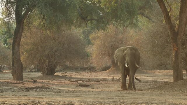 Wide shot of an African elephant bull lifting his head before carrying on walking through the forest in the golden light, Mana Pools.