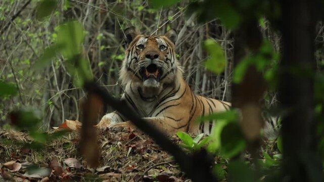 Medium shot of a tiger lying hidden in the jungle only visible through the leaves, Bandhavgarh National Park, India