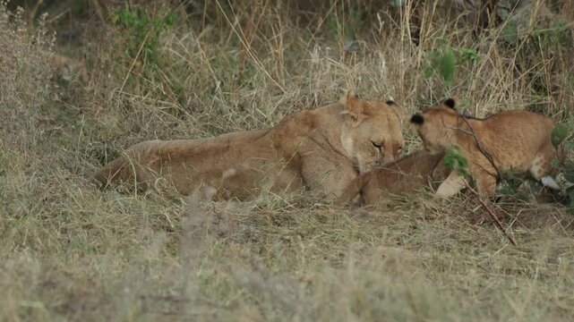 Medium closeup of a lioness watching her three tiny cubs playing around her, Botswana.
