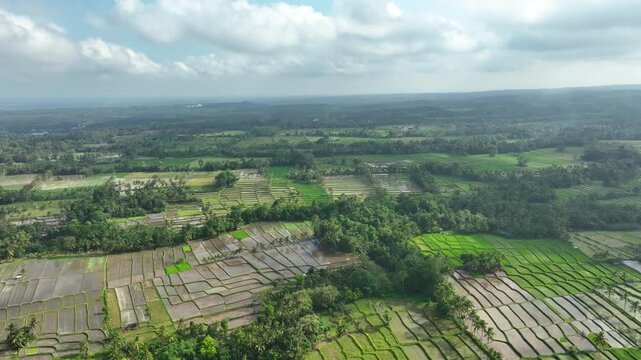 Lush rice fields near Banyuwangi in East Java, showcasing nature's beauty