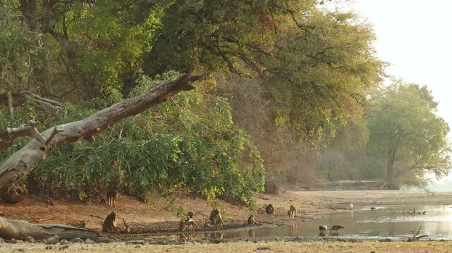 Wide shot of a troop of Chacma baboons sitting at the edge of a waterhole digging for food. Beautiful reflection in the water in golden light, Mana Pools.