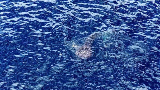 A Whale Shark is Swimming in the Blue waters of Sogod Bay, Padre Burgos, Pintuyan, Southern Leyte, Philippines - Aerial Drone Shot