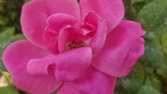 Close up view of a vibrant pink rose with green leaves in the background swaying in the wind