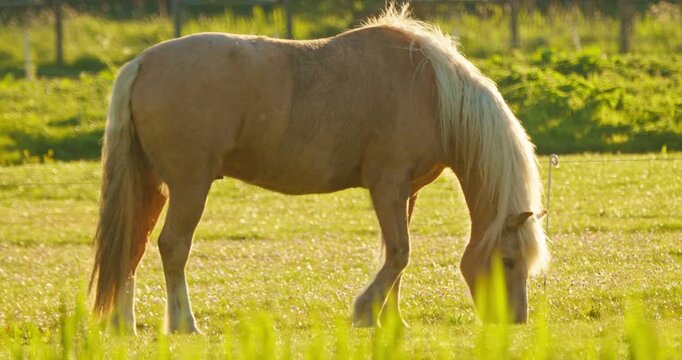 Dutch horse animal livestock grazing on the filed in a ranch on a sunny day