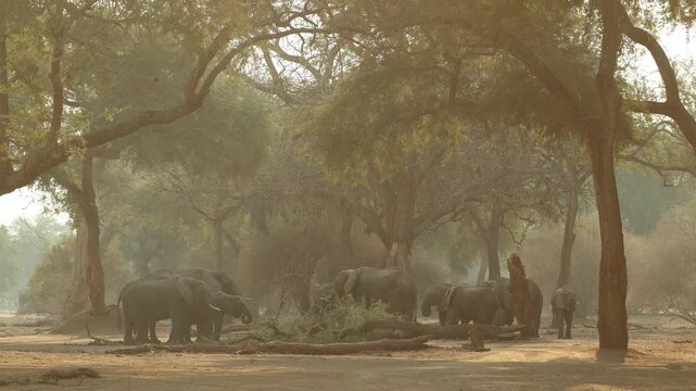 A herd of African elephant standing in the golden light between the trees while feeding in the forest of Mana Pools.