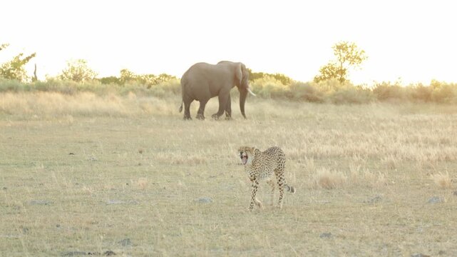 Two cheetah brothers walking over the open plains at sunset while an elephant is walking in the background in the opposite direction, Botswana.