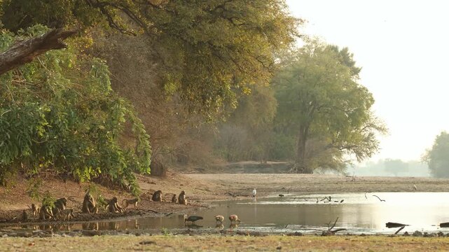 Wide shot of a troop of Chacma baboons sitting at the edge of a waterhole digging for food. Beautiful reflection in the water in golden light, Mana Pools.