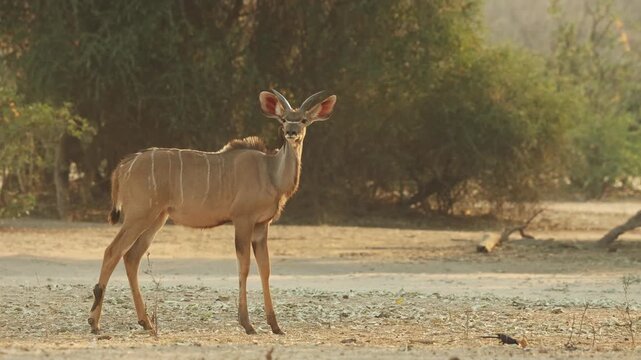 Medium shot of a young male kudu looking up and shaking while an oxpecker is cleaning his ear. Filmed in golden light in Mana Pools.