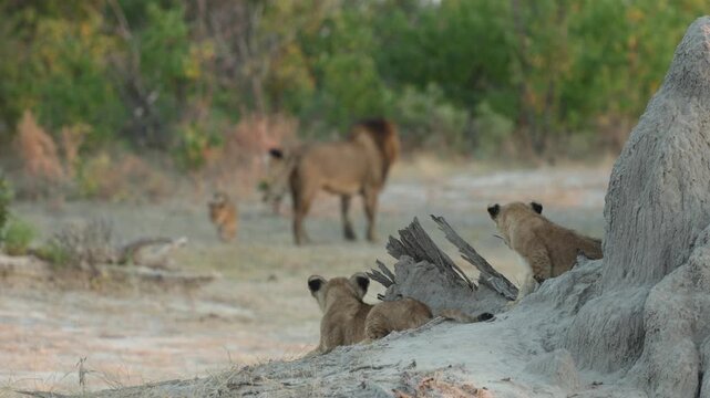 A male lion standing while a cub sneaks up from behind while two cubs watch them from a top a termite mound, Botswana.