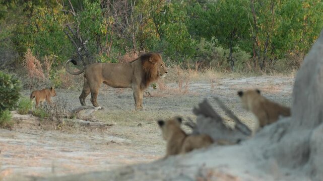 A male lion standing while a cub sneaks up from behind smelling its father's back leg while two cubs watch them from a top a termite mound, Botswana.