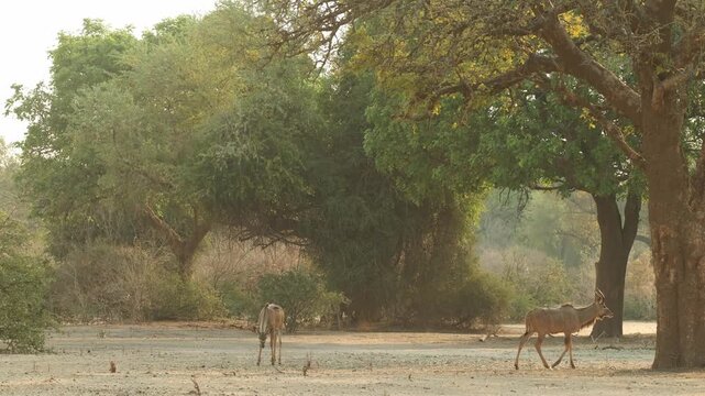 Two young kudu males walking and feeding in the dry landscape of Mana Pools with huge trees in the background.