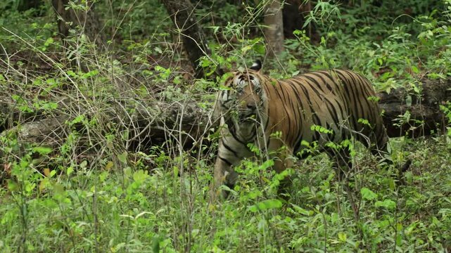 A tiger walking through little shrubs in the jungle, Bandhavgarh National Park.