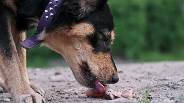A hungry black and tan dog with a purple collar sniffs and picks up a piece of raw meat from the dirt. Concept of street animal survival, feeding pets, and canine nutrition habits.