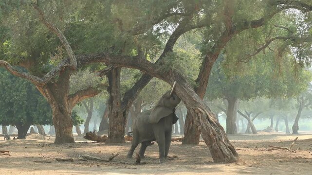African elephant pushing with its head on the massive tree trunk to shake off some seeds from the top branches, Mana Pools.