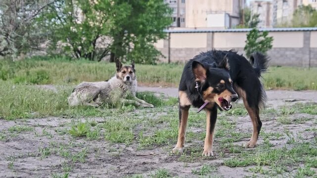 An alert black and tan stray dog licks its nose before resuming a search of the ground. A grey companion lies in the background creating a scene of shared existence in the park.