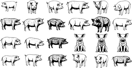 Set of detailed hand-drawn pig illustrations featuring various farm animal breeds, cute piglets, and wild boars in diverse styles. Black and white vector collection. © jouleea