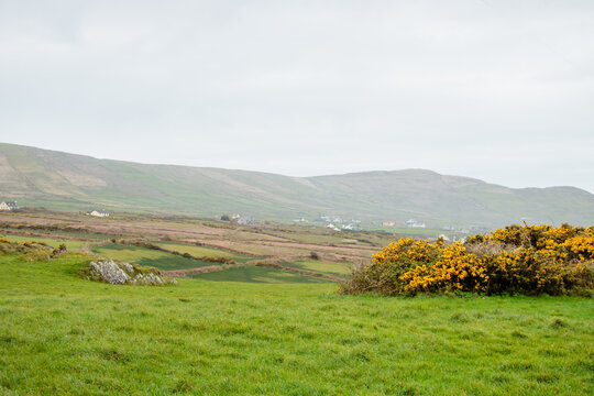 A fresh view of an Irish field, with misty mountains in the background and yellow-flowered gorse growing on the right