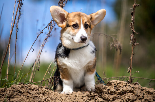 Cute Pembroke Welsh Corgi puppy sitting on the ground outdoors in spring.